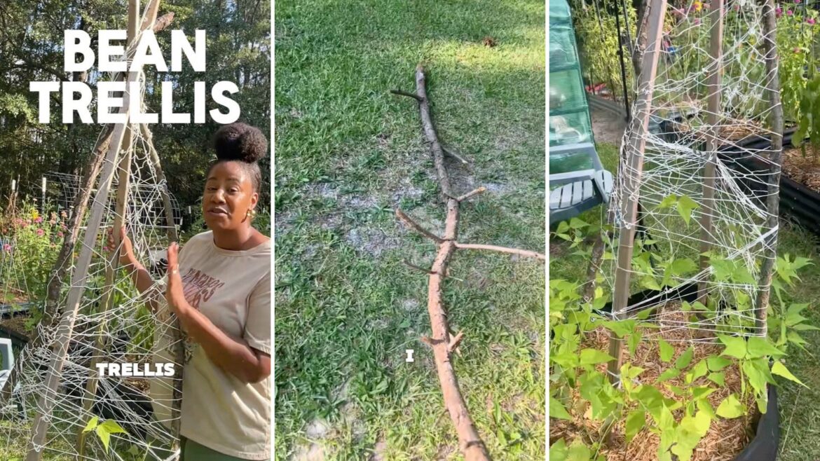 ‘You gotta use what you got’ One gardener revealed how she cleverly made a pole bean trellis using only branches and leftover garden materials.