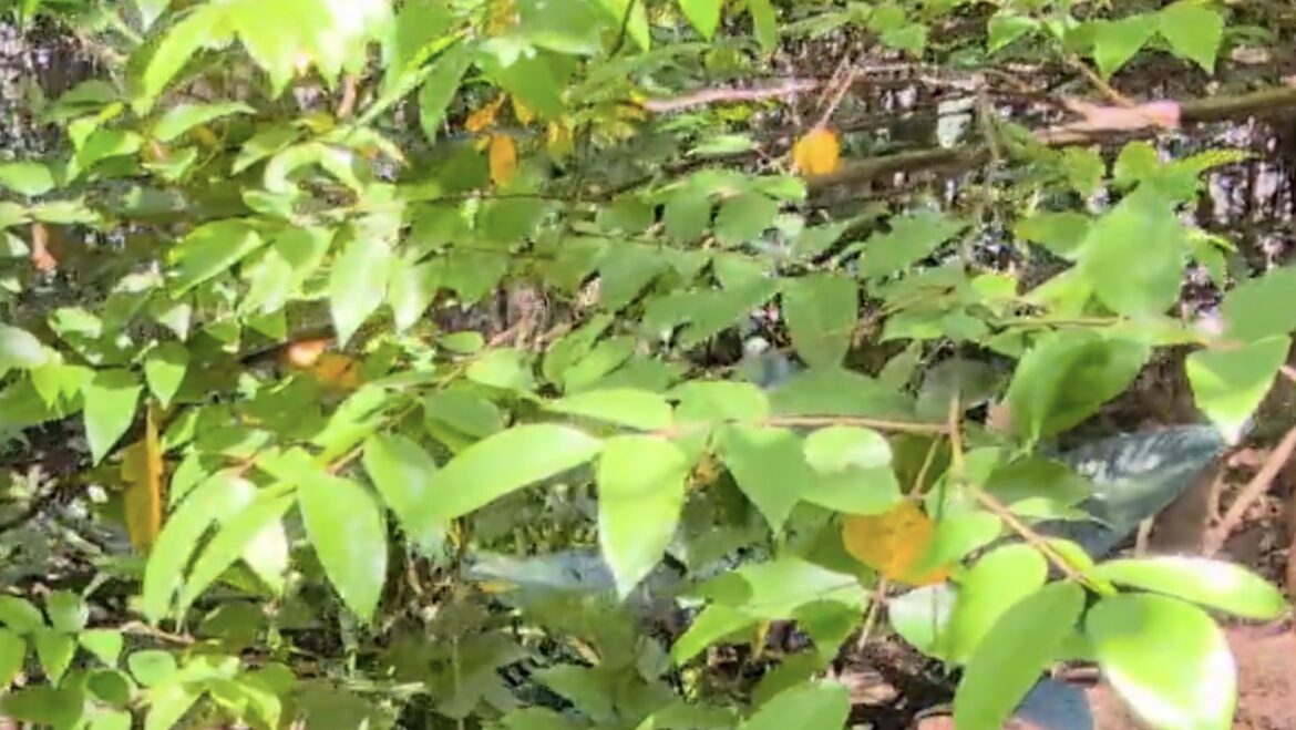 ‘Now that’s a tropical paradise’ One Redditor transformed their front lawn into a lush tropical paradise, full of gravel walks and rich garden beds.