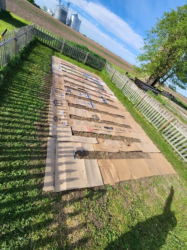 One Redditor shared how they used a cardboard weed barrier to keep their garden looking amazing without harmful chemicals.