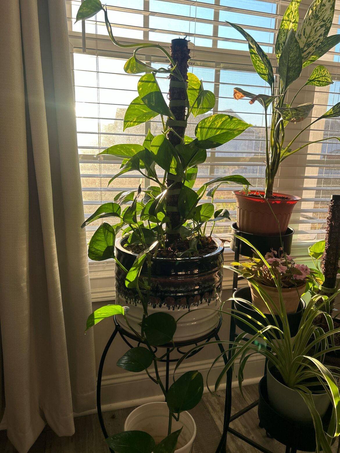 Added a new pole. (I know my pole is thin but she loves it anyway).