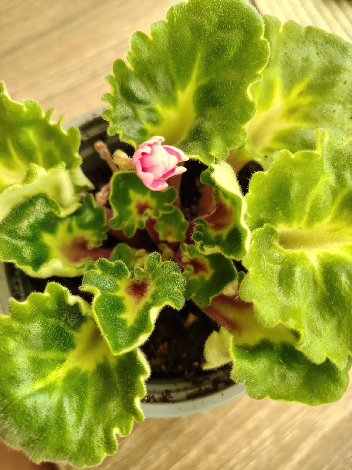 A very old lady