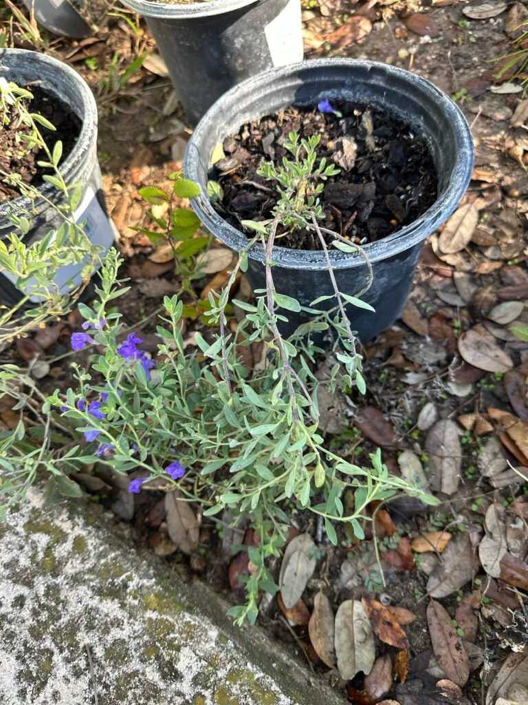 What to do with leggy purple skullcup