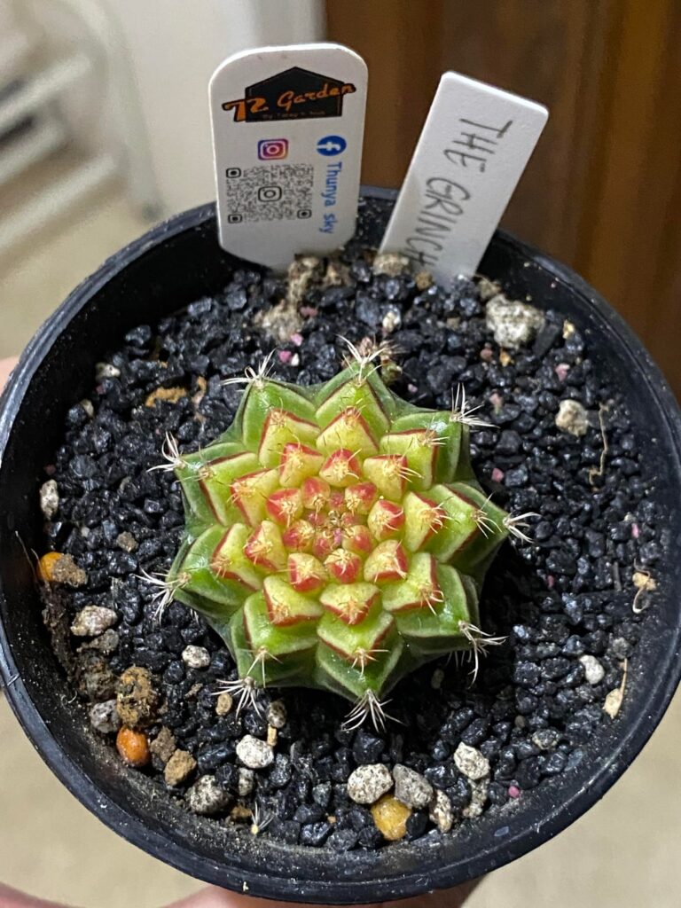 A bit early, but meet my Gymnocalycium ‘The Grinch’ 🎄 🎅