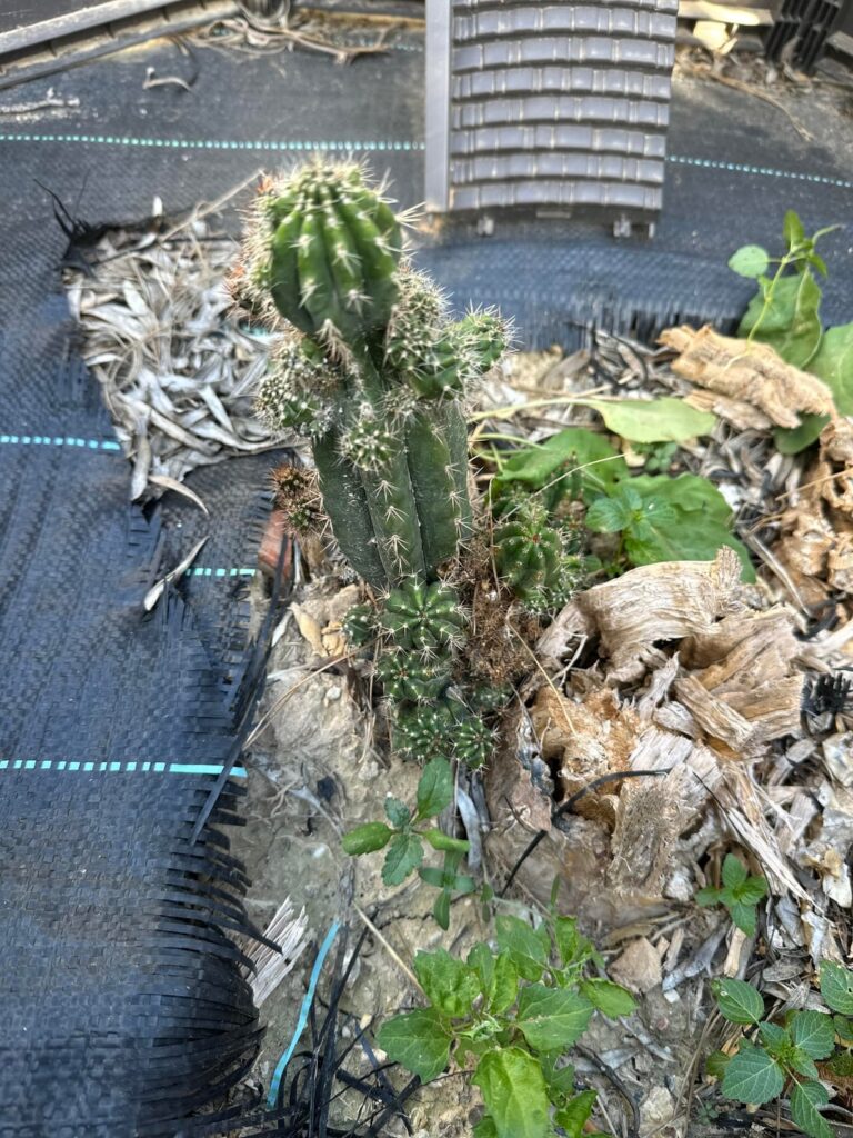 I found this growing from the remnants of a dead plant, what happens when the new plant produces so many heads will it be ok or deformed?