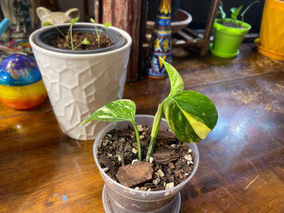 Any tips for keeping this Colorado constellation alive and thriving?