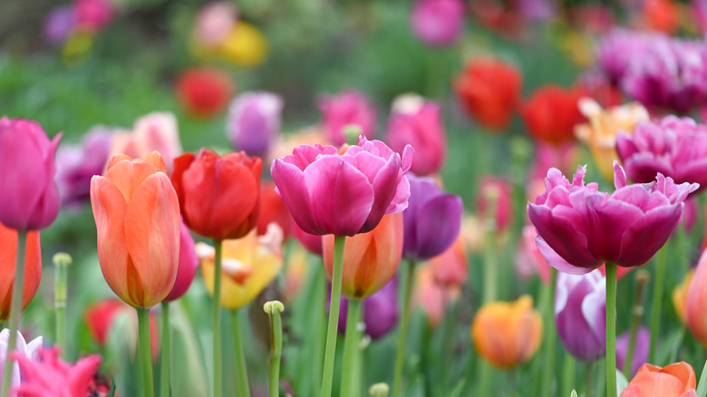 Mixed bed of tulips in bloom in pink, orange, red, peach, and yellow.