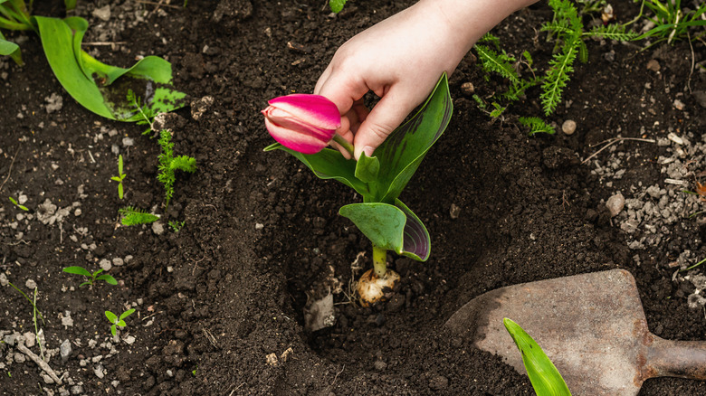 A blooming pink tulip being dug up by the bulb