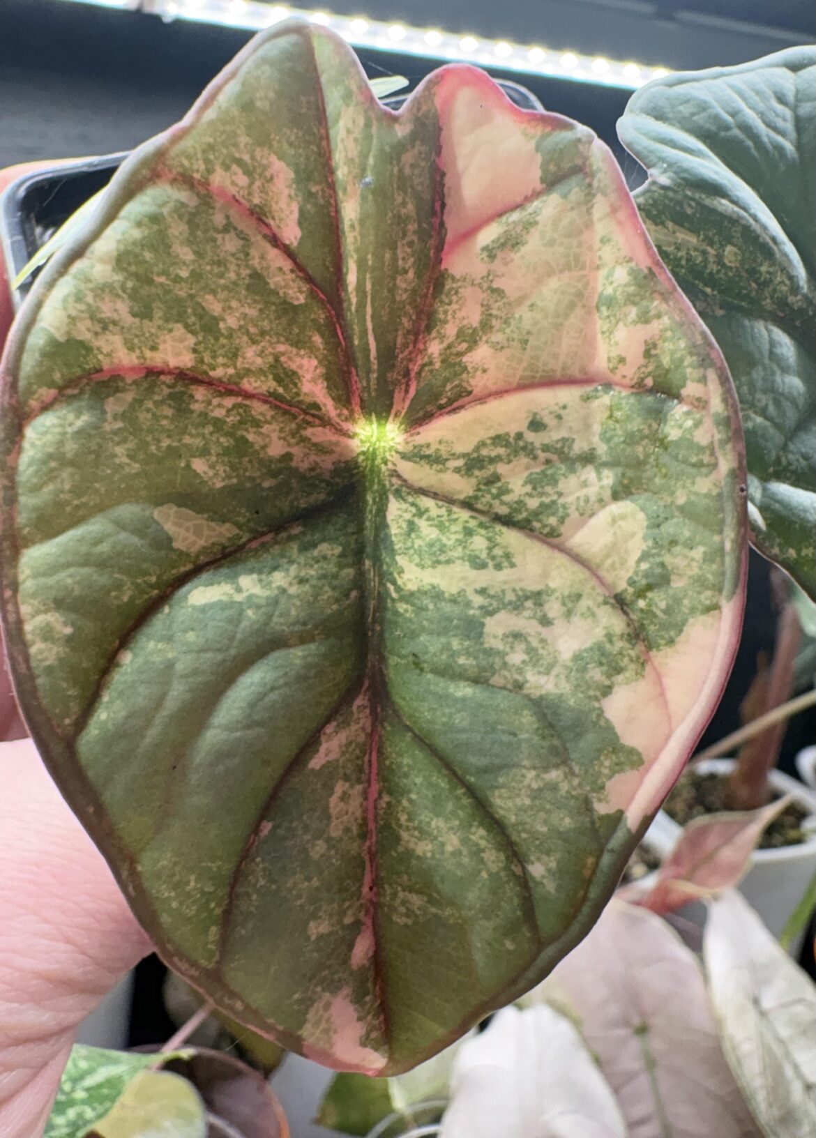 Nebula finally coloured up😍