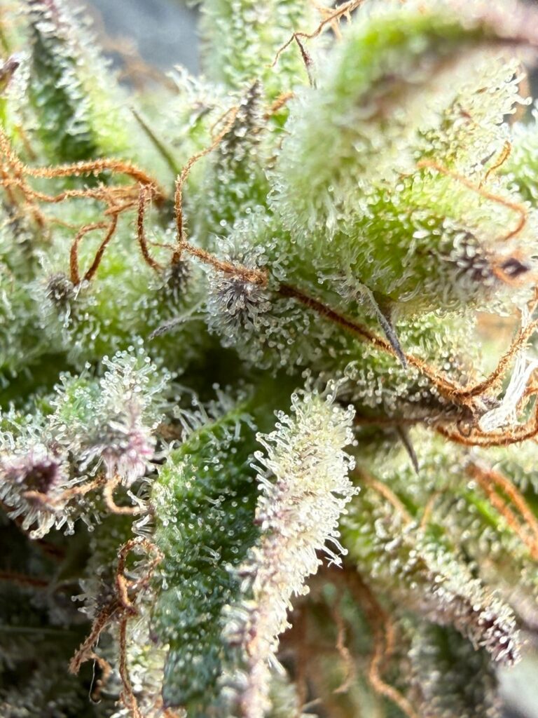 Is this mold or just good trichomes?