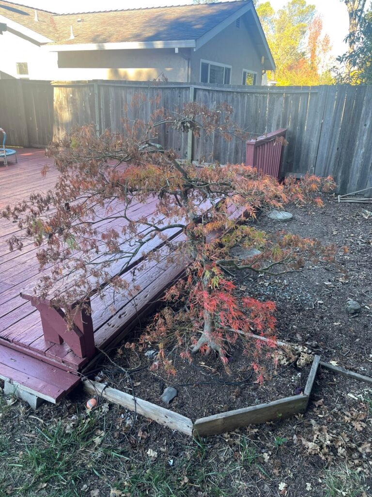 Save my Japanese Maple