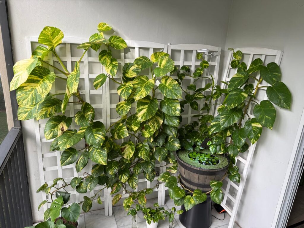 Redirected my packrat energy to pothos clippings … Redirected my packrat energy to pothos clippings …