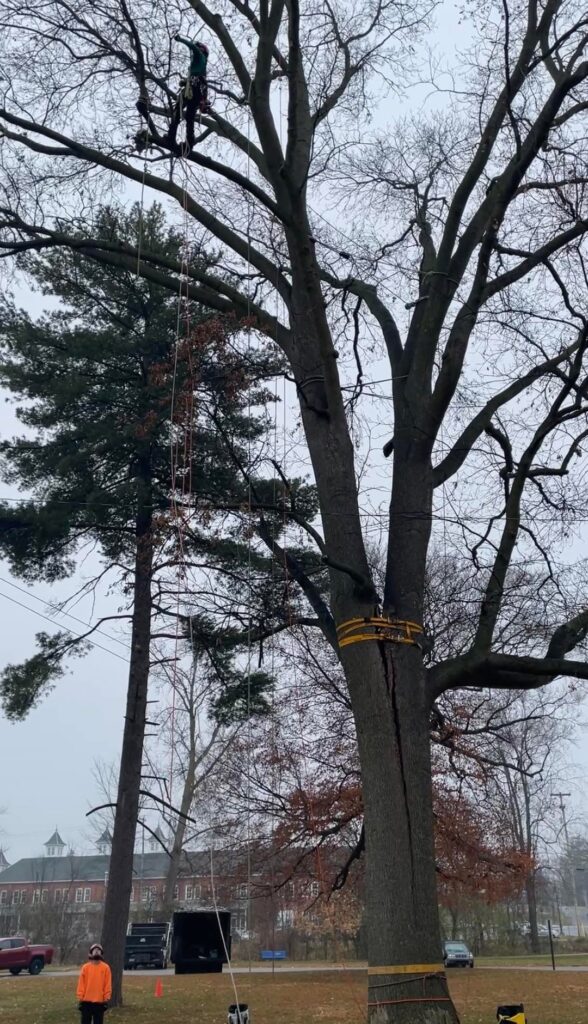 Saving a big bitternut hickory!