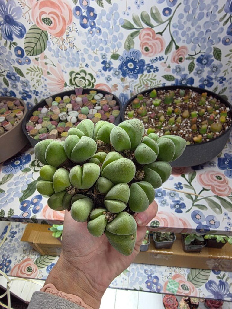 Can someone tell me what this is?