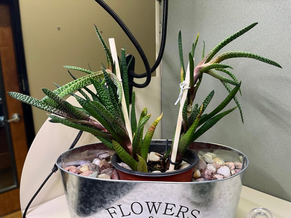 Some sort of aloe plant? Some sort of aloe plant?