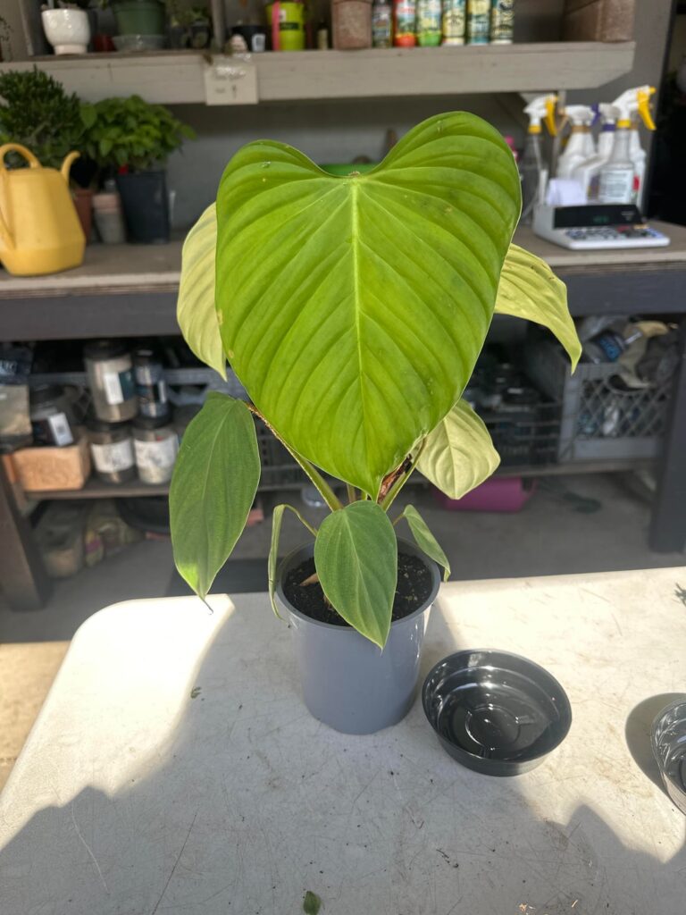 Fuzzy Petiole new leaf smaller than older leaves? Fuzzy Petiole new leaf smaller than older leaves?