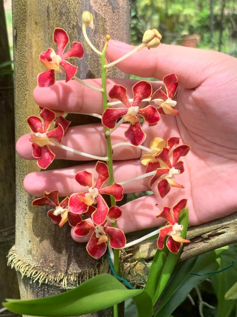 Vanda mariae