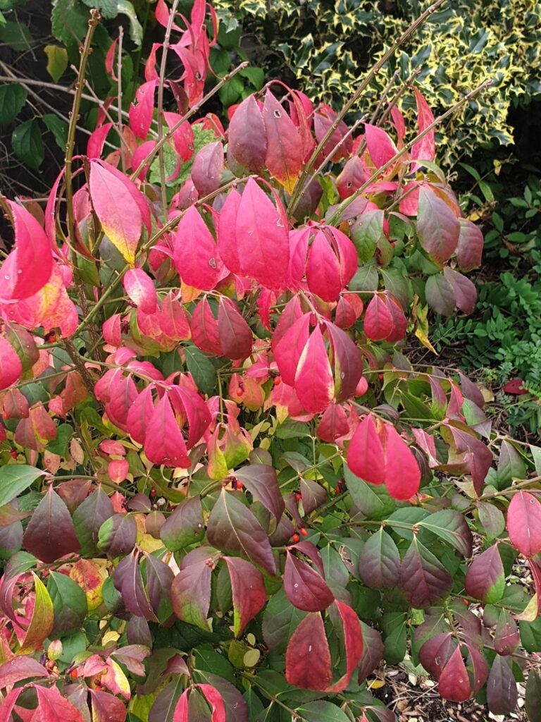 Euonymus alatus 'Compactus' | Compact Winged Spindle/Dwarf Burning Bush | Produces a fantastic red foliage every autumn.