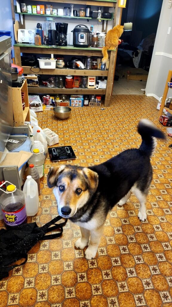 Update on the new property dog Barkley : after an understandable learning curve, the newly adopted puppy has been accepted as a member of the pack