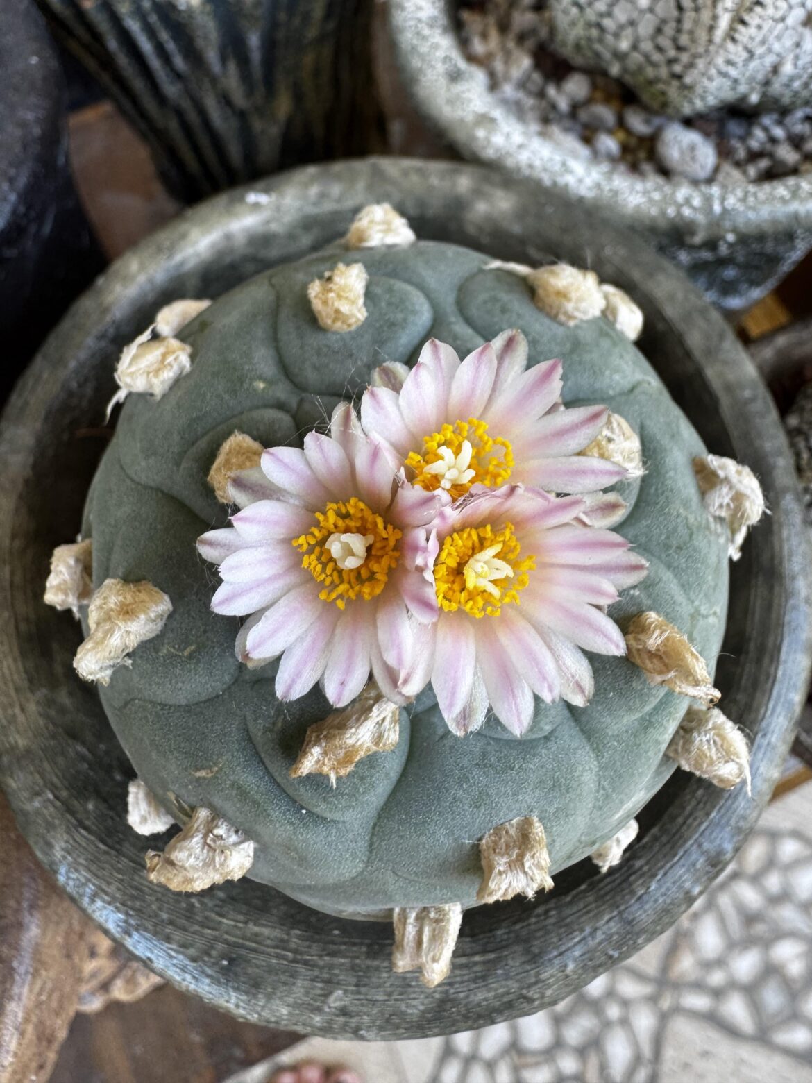 First bloom