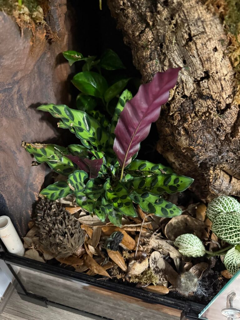 Is my rattlesnake plant too cramped?