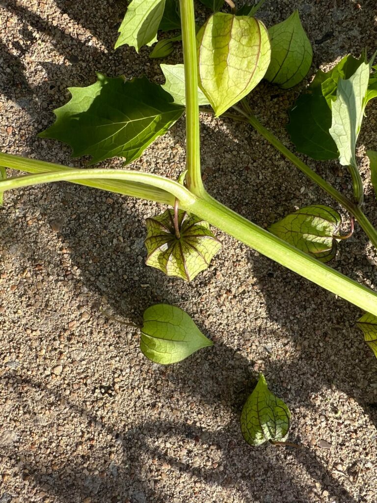 What is this that’s taken over my garden?