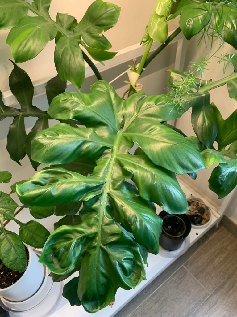 Wrinkled/pale leaves Wrinkled/pale leaves