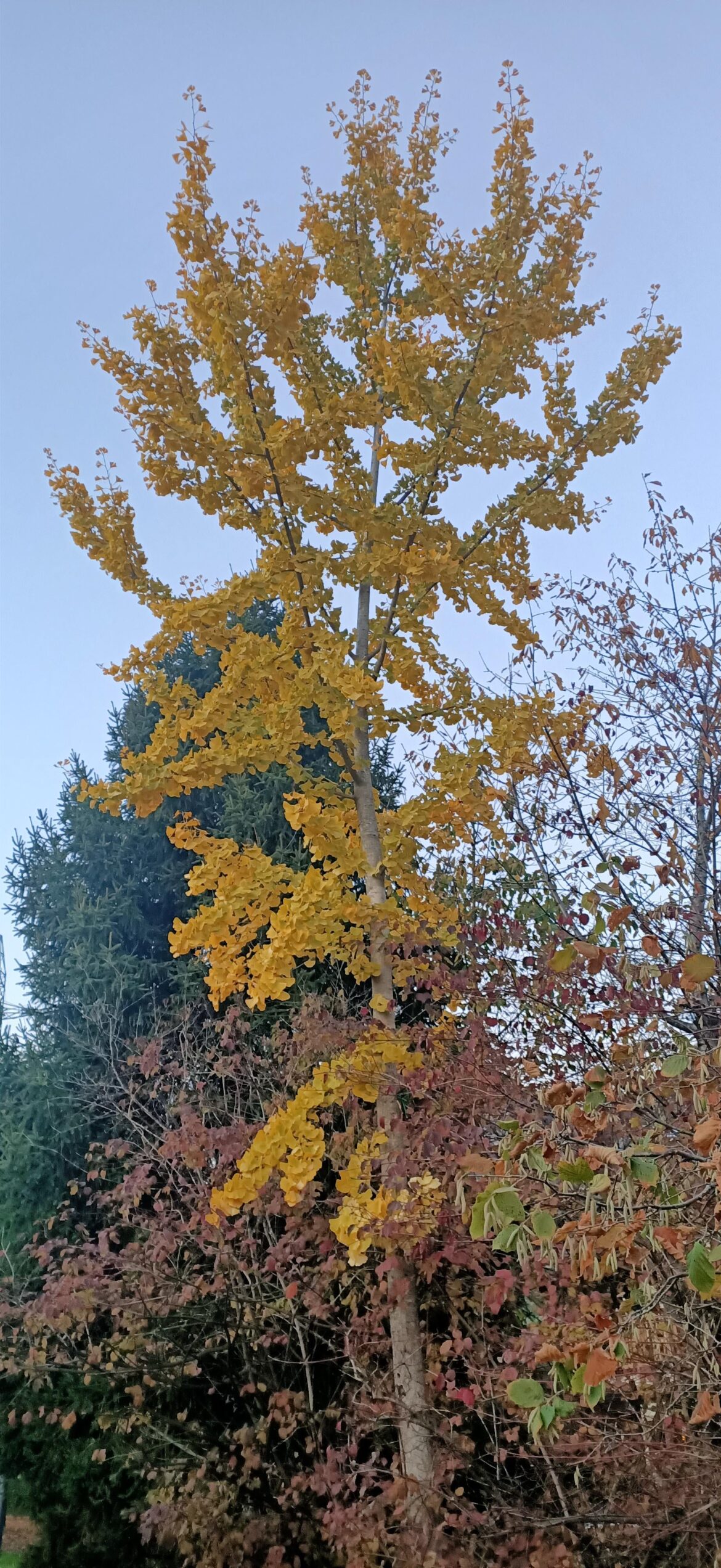 Ginkgo Biloba in fall
