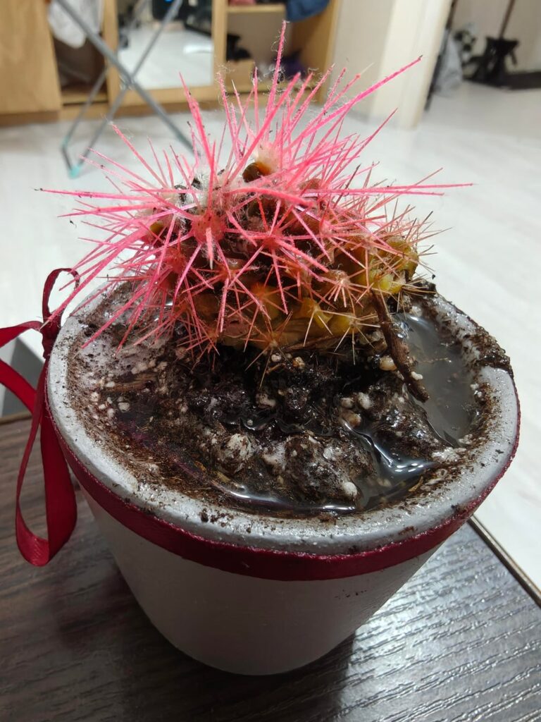 Need help with reanimating my cactus