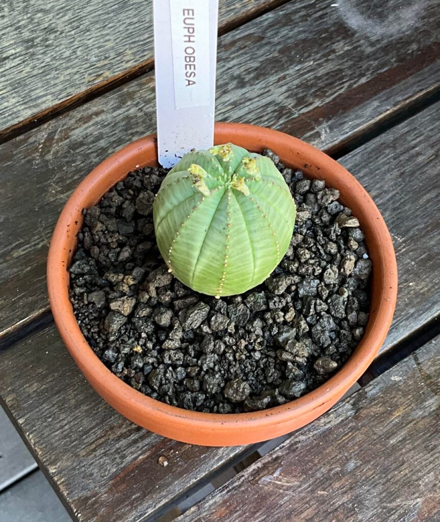 Latest additions to my growing collection.