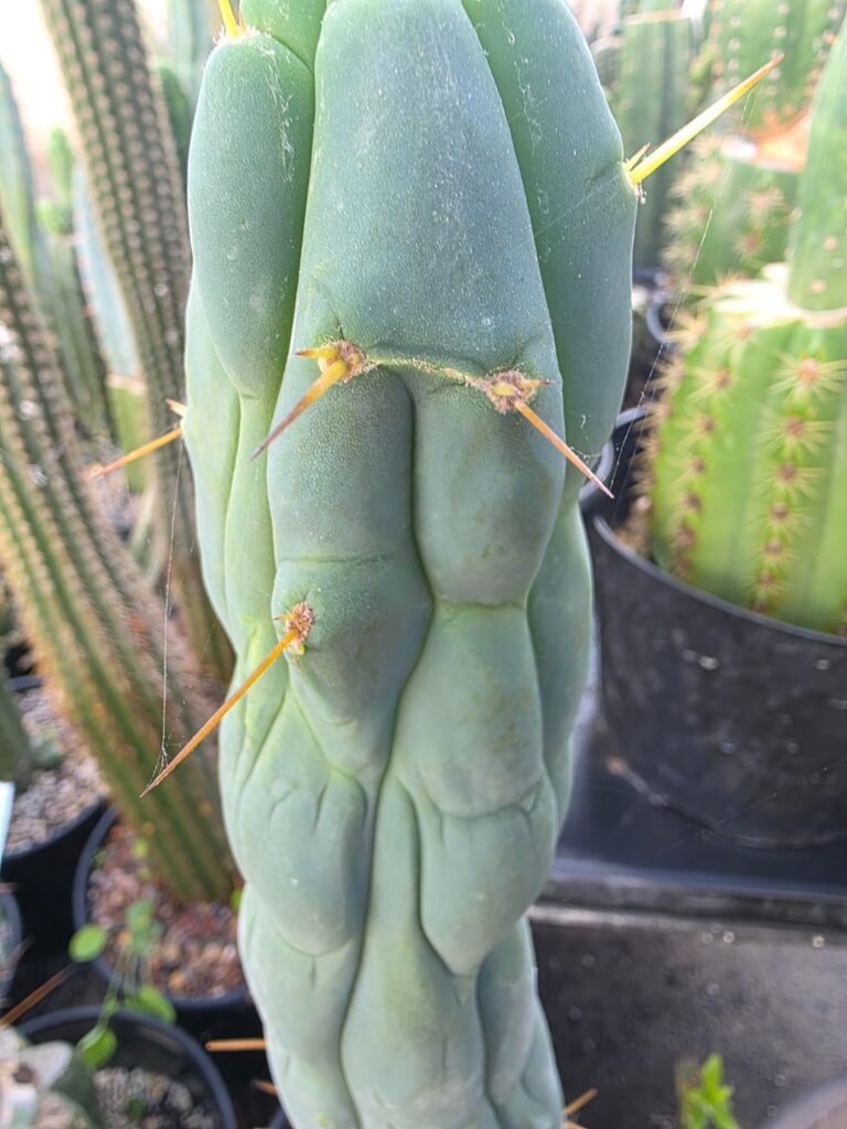 Love my Tripsis 2 x Sina. Drop pics of yours in the comments vvv