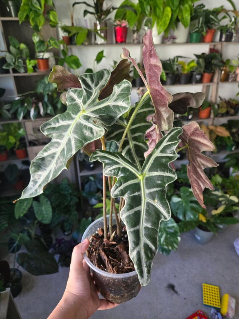 is there a difference between alocasia nobilis and silver nobilis?