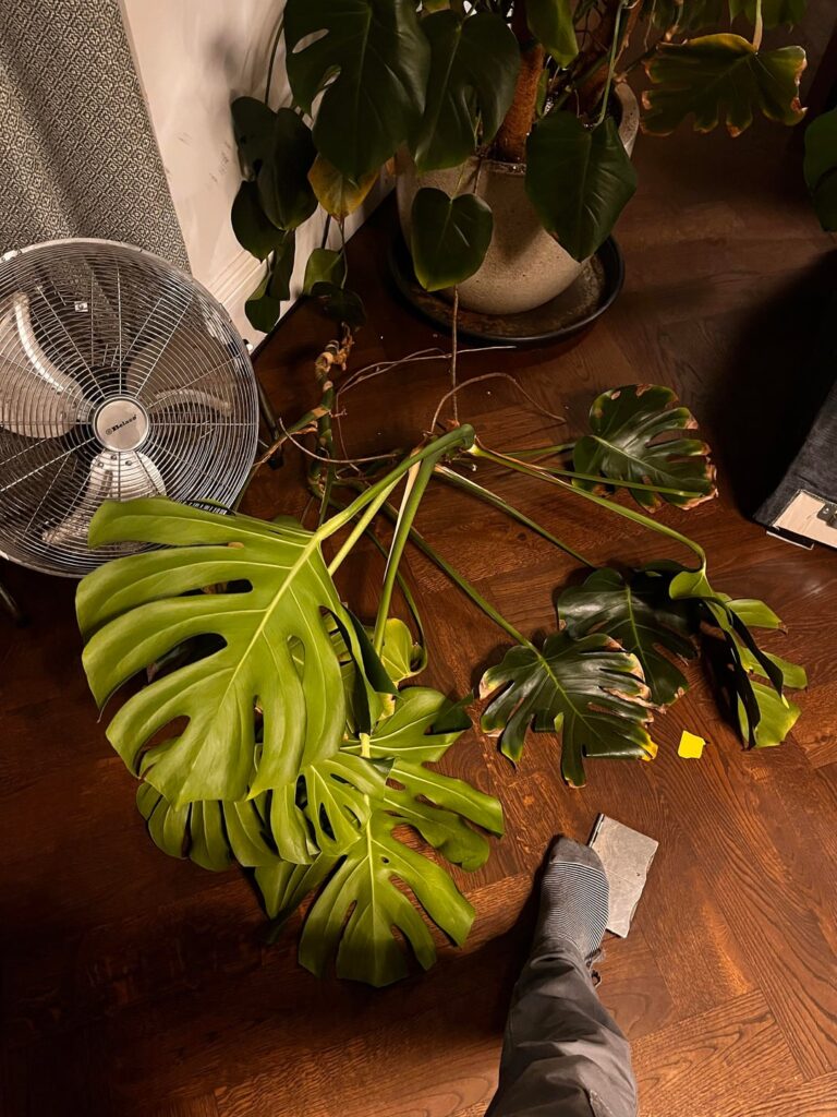 My monstera got amputated during a house party!