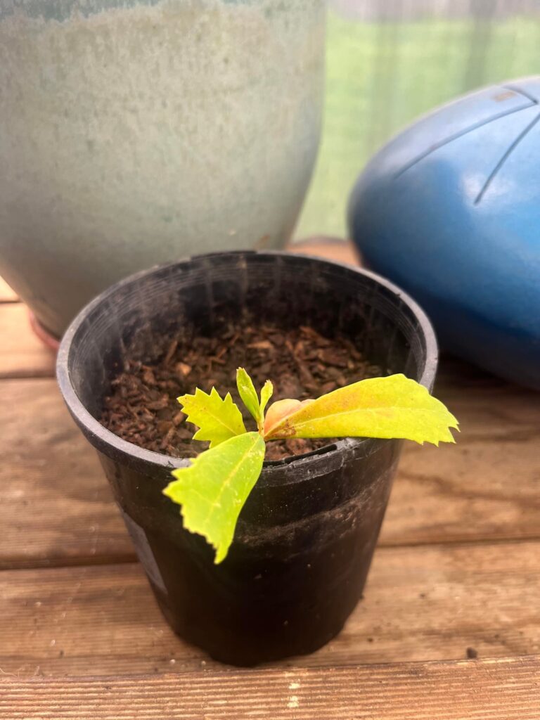 NSW Waratah NSW Waratah