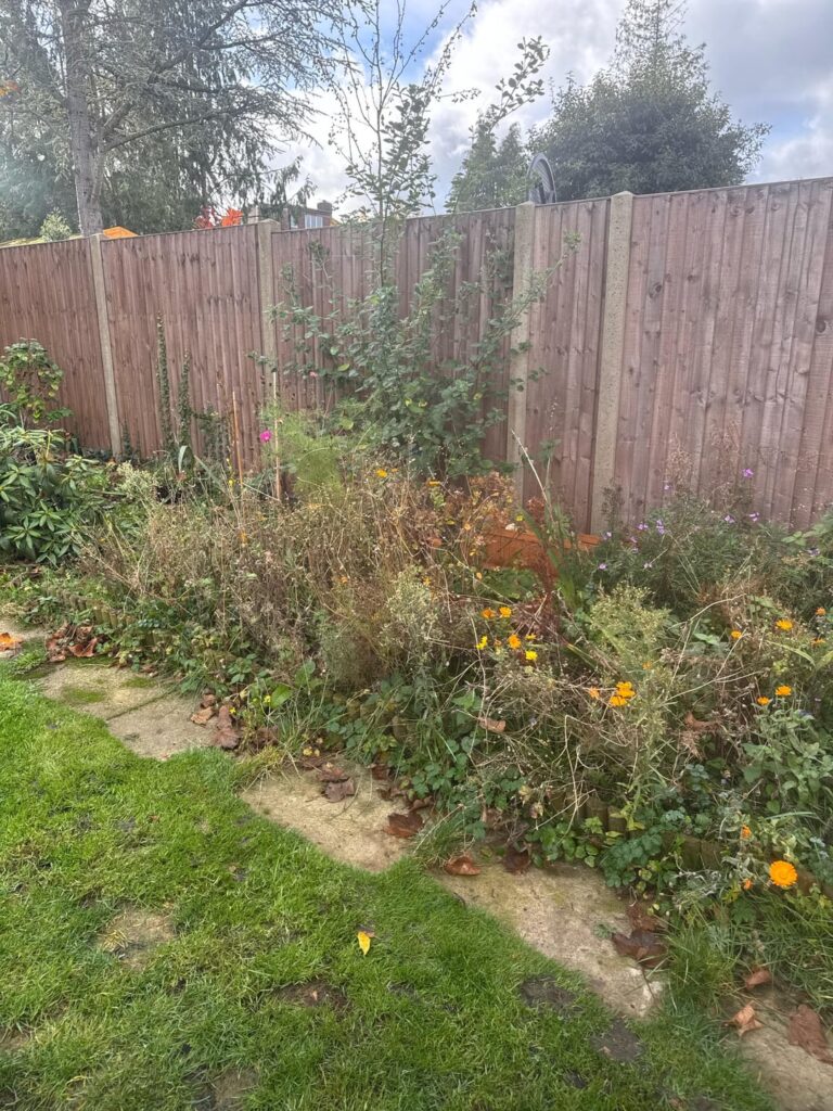 What do I do with my wildflower border? What do I do with my wildflower border?