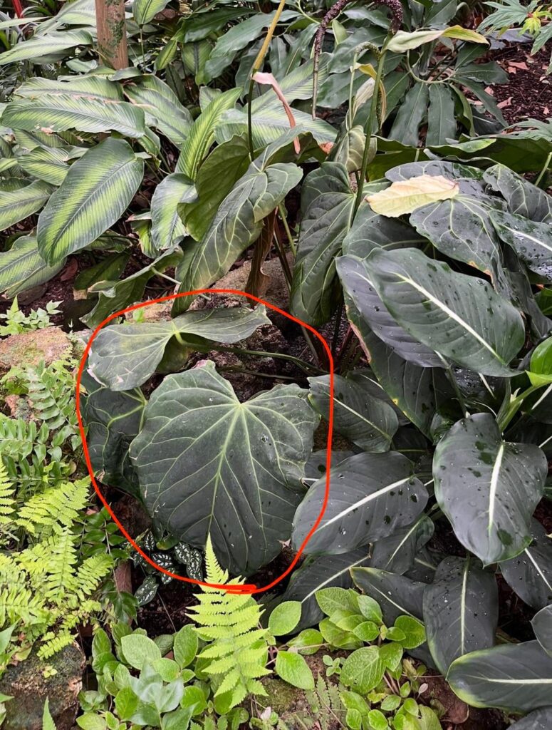 Would it be possible to ID this plant? The way it curves at the geniculum makes me think it’s an Anthurium