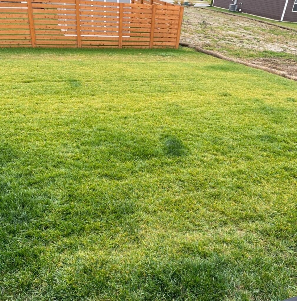 Why am I getting yellowing in zone 6a Why am I getting yellowing in zone 6a