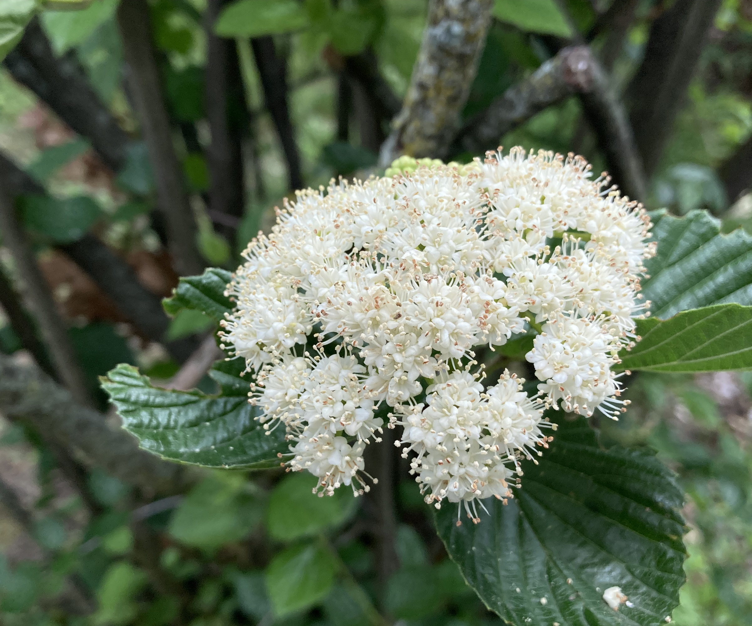 The white flower of an arrowhead viburnum