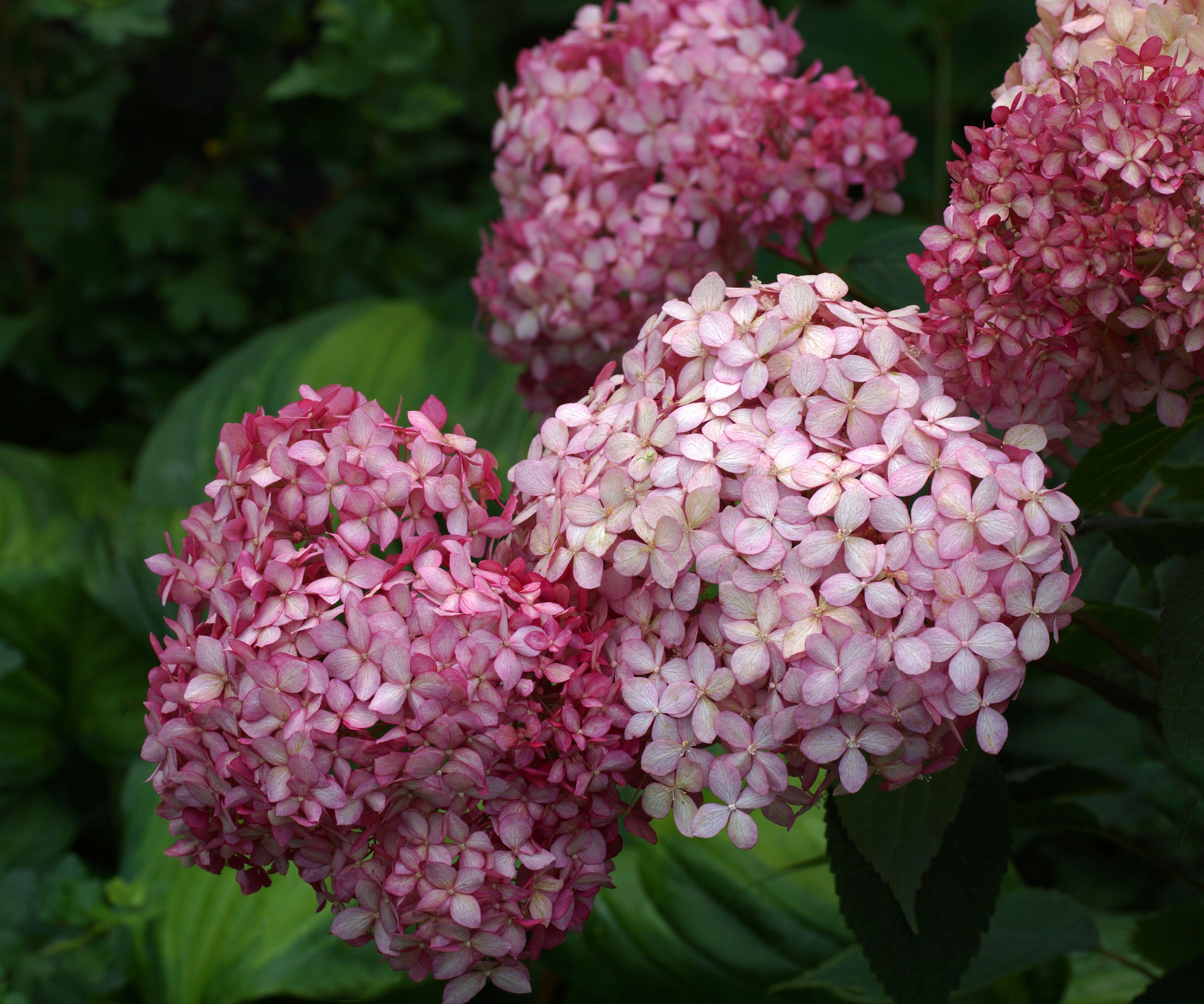 Pink smooth hydrangea