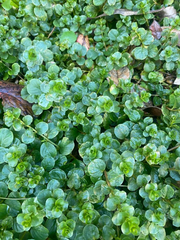 South Coast England, clay soil, overwhelmed