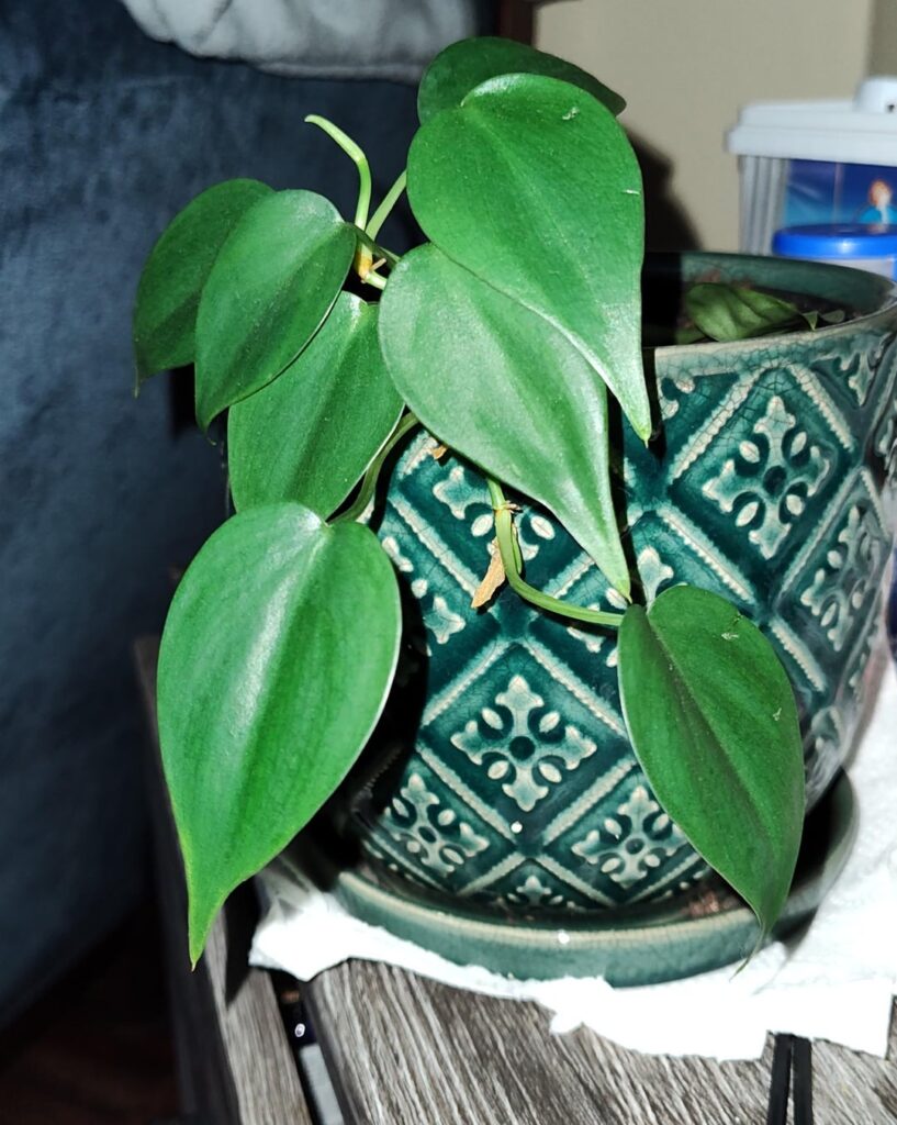 What is this plant? I woke up to see two kittens had chewed and torn off a couple leaves.