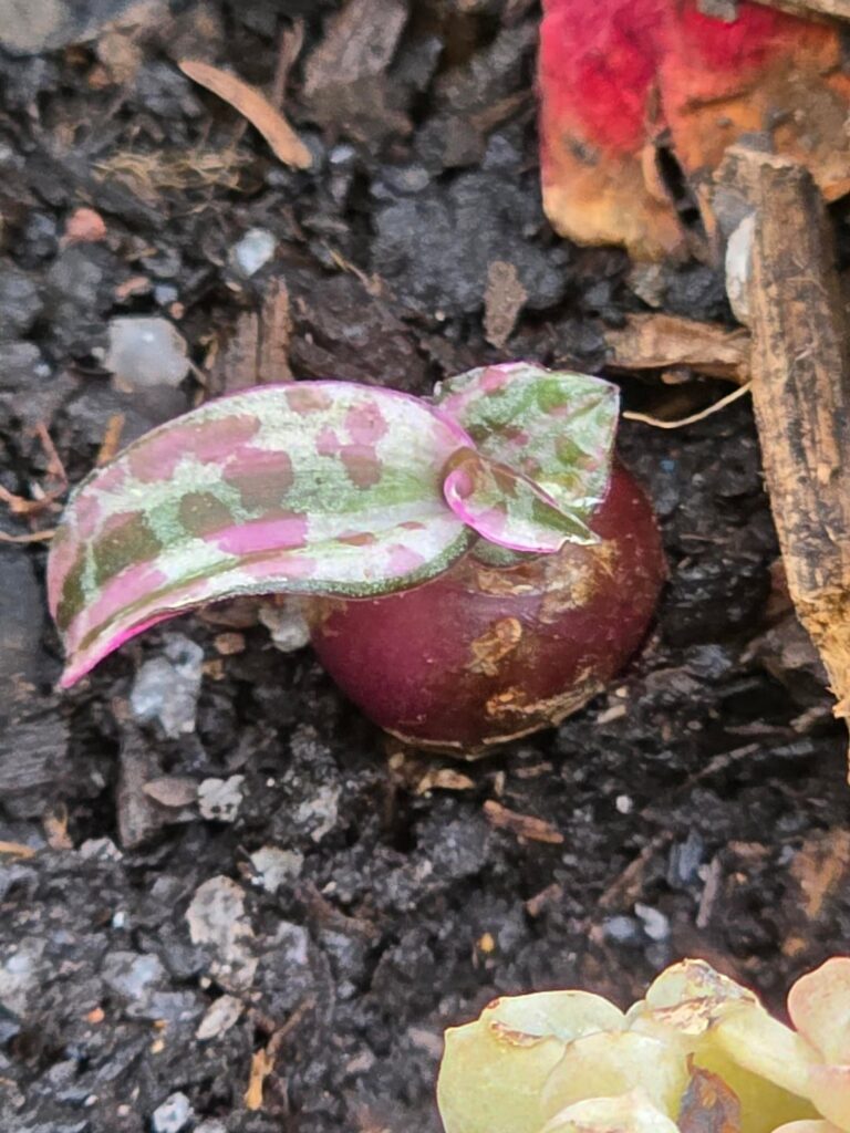 A new home for my tiny Ledebouria Socialis (variegated)