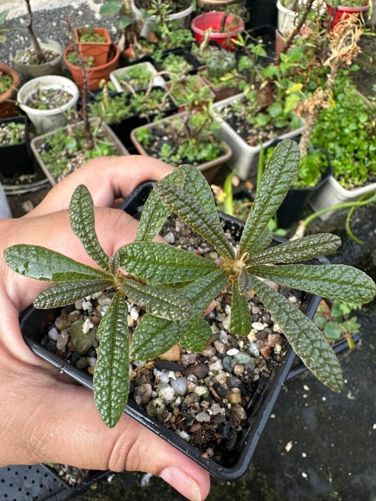 Dorstenia Gigas