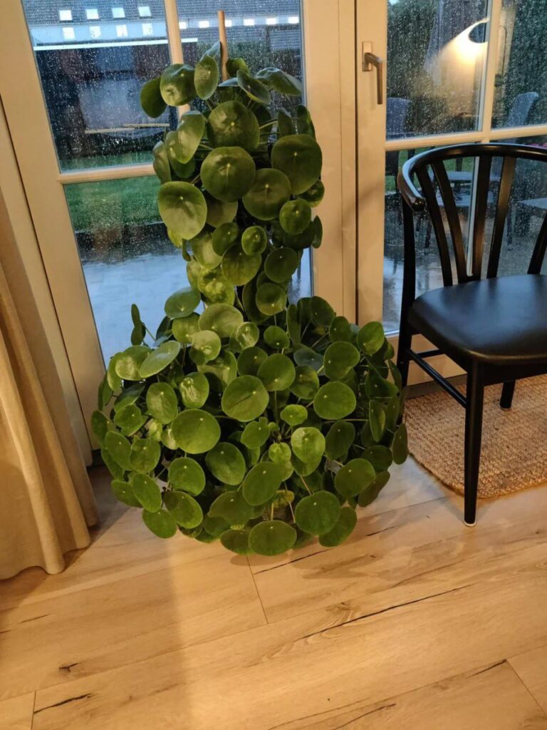 My 6 year old pilea