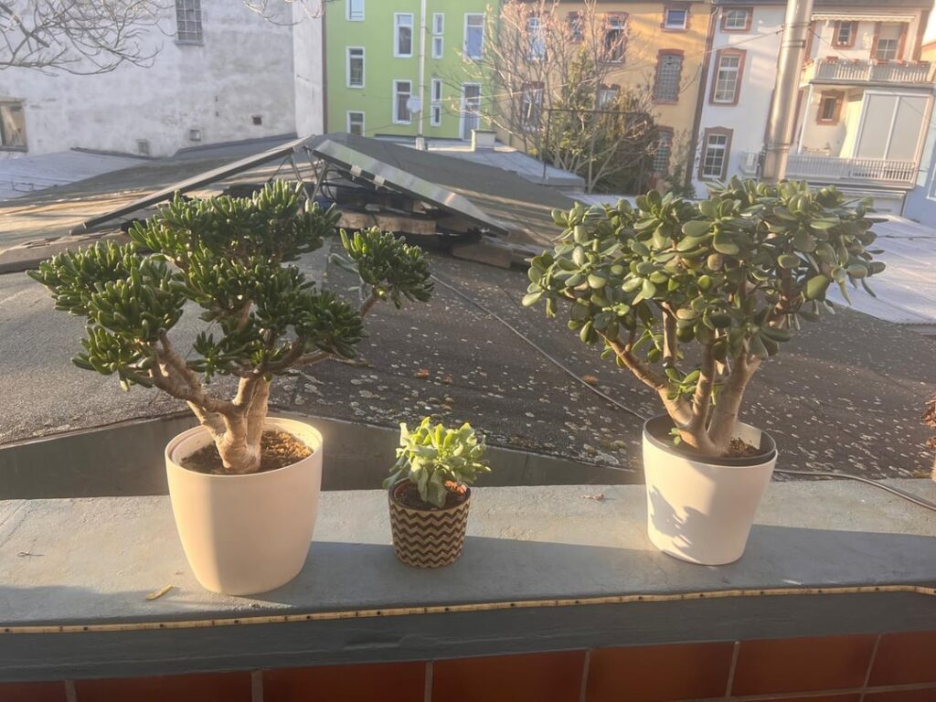 My crassulae plants were left outside as it froze. The damage is devastating. My crassulae plants were left outside as it froze. The damage is devastating.