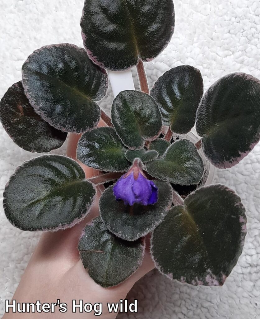 It's been 3 weeks since i've recieved my new babies!