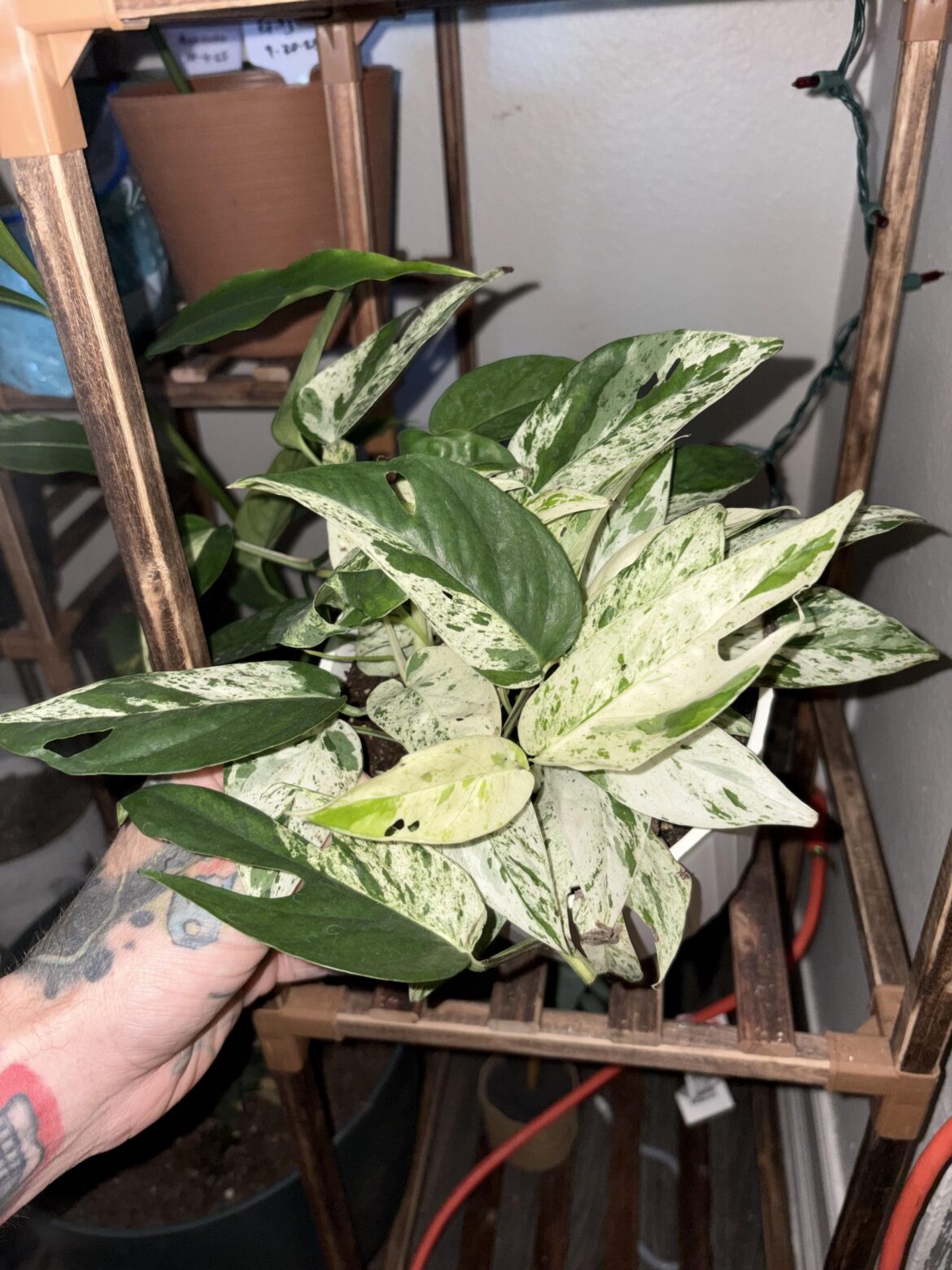 What is this? What is this?