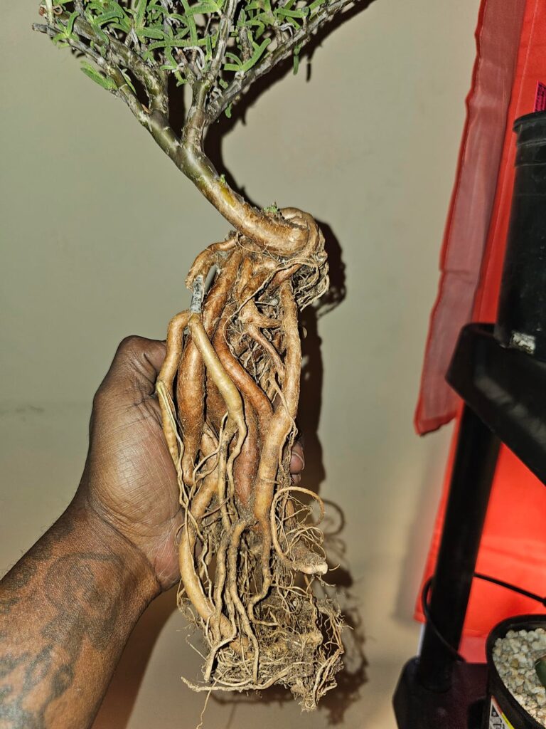 Mestoklema Tuberosum