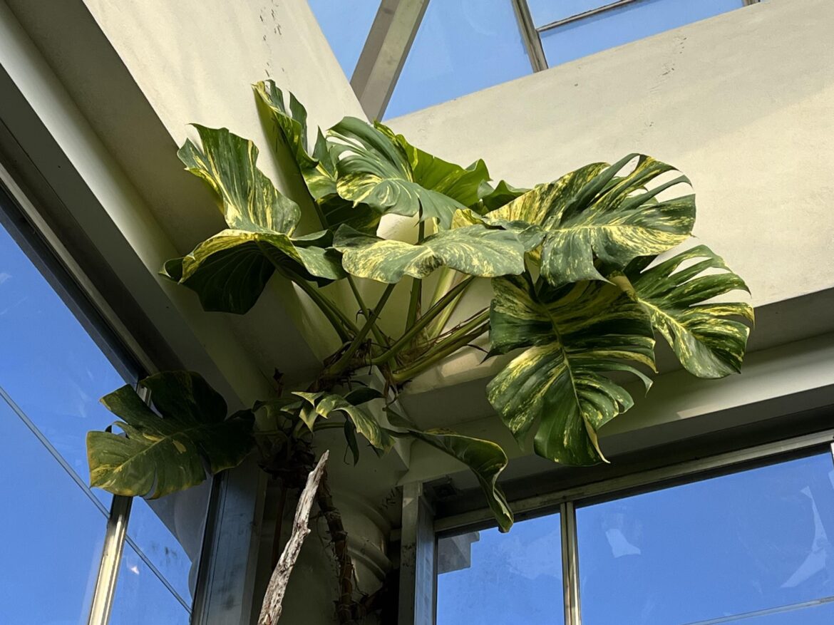 Monster golden pothos