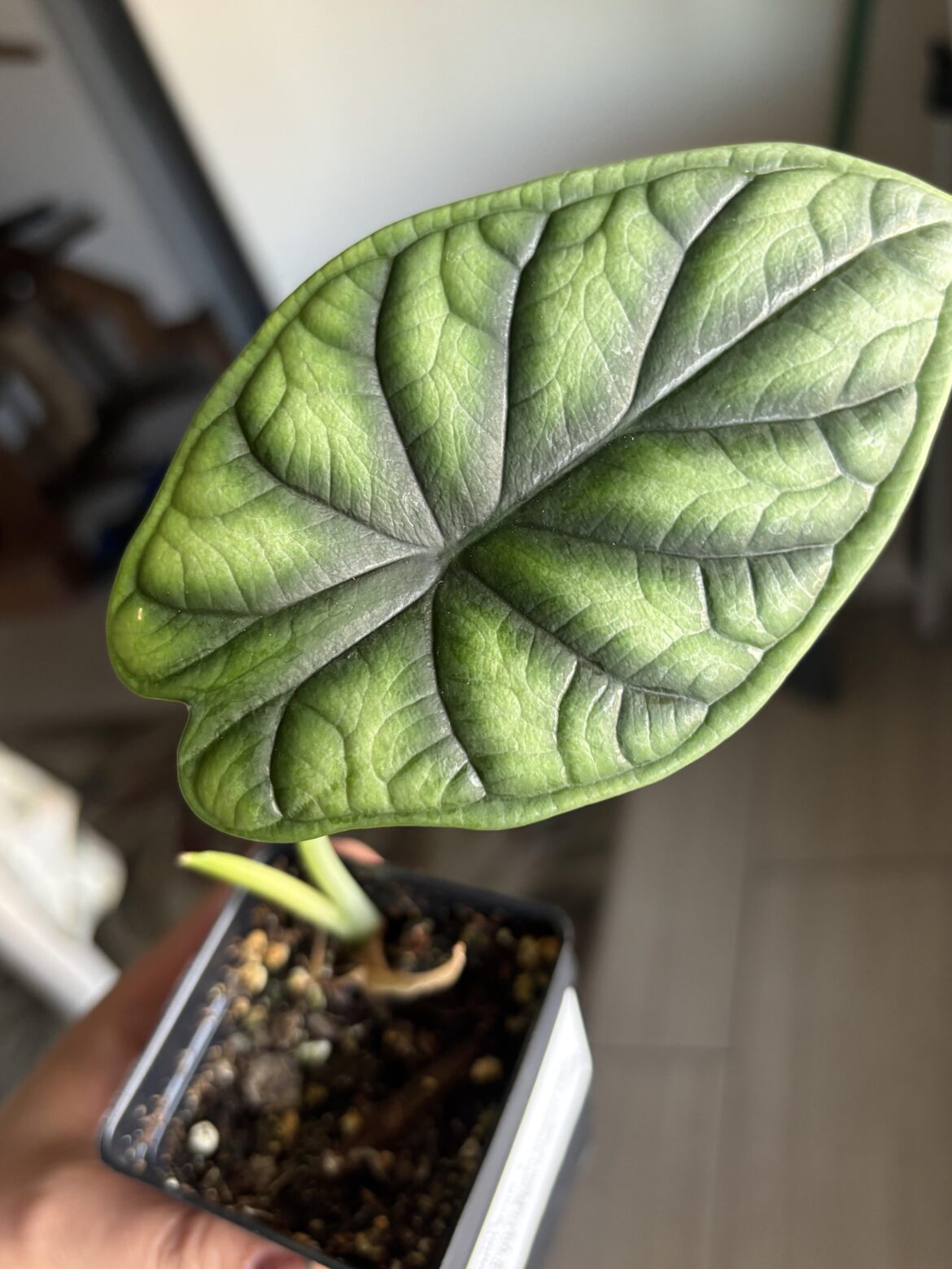 My first Alocasia!!