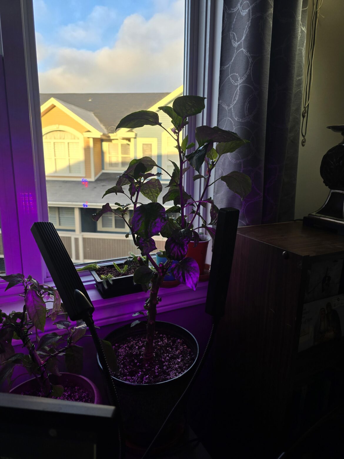 Reaching out for the sun...